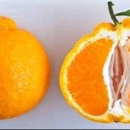 bibit jeruk dekopon kondisi berbuah