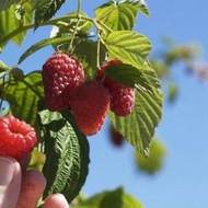 Raspberry seeds/Biji benih pokok raspberry 树莓种子