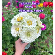 Yellowish Zinnia seed Biji Benih Zinnia Kuning cair