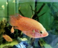 PROMOTION Red Jewelcichlid short body 5ekor 2-3cm baby fish live fish Ikan hidup