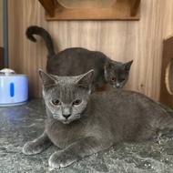 Kucing BSH solid betina, DOB 3 Mei 2024, Sudah Vaksin Lengkap, Free ongkir seluruh JAWA