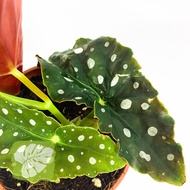 Begonia Maculata IOB