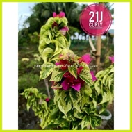 ◲ ◰ SALE!!!  RARE BOUGAINVILLEA CUTTINGS ONLY!