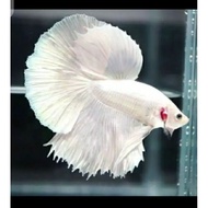 IKAN CUPANG HALFMOON WHITE PLATINUM