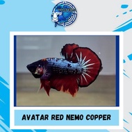 Ikan Cupang Hias Sepasang Avatar Nemo Copper Siap Breed Jelisootop