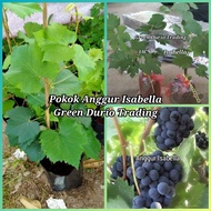 Anak pokok Anggur Isabella Grape - Live Plant