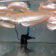 PTR Ikan Arwana Silver Albino