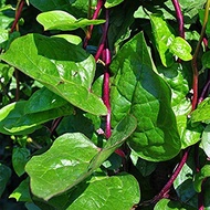 BIJIBENIH SAYUR BAYAM MALABAR (MERAH) / பசலைக்கீரை விதைகள் (சிவப்பு) / RED MALABAR SPINACH