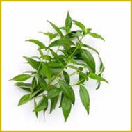 ❍ ◴ ☢ serpentina seeds for planting ( 25seeds)