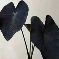 Bibit Tanaman Hias herbal Talas Hitam black magic per 1 bibit