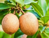 【GW】Ciku mega / pokok ciku mega hybrid