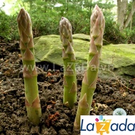 100GR 5800.HẠT Hạt Giống Rau Măng Tây Washington (| W4*X51)