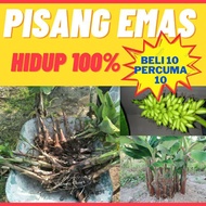 ANAK PISANG EMAS.PEHANTARAN SATU MALAYSIA.POKOK XAKAN MATI