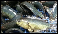 Ikan Betok Ikan Betik Ikan Papuyu Fresh &amp; Segar
