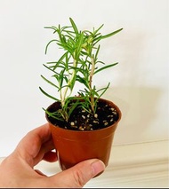 廚房迷迭香盆栽