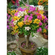 tanaman bunga bogenvil 3 warna murah / bibit bonsai bunga bougenville 5 warna Banyak warna dan pilihan