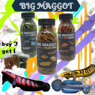 MAGGOT KERING PREMIUM YELLOW BLUE RED PAKAN CHANNA LOUHAN ARWANA OSCAR KOI KEMASAN BOTOL