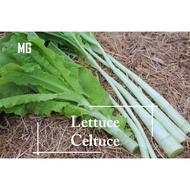 *Easy* Celtuce Lettuce seeds - 1000 seed （尖叶油麦菜）Sharp Leaf Yau Mak *Pot Friendly* Benih sayur sayura