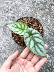 PROMO SPECIAL ALOCASIA DRAGON SILVER ALOCASIA SILVER DRAGON KODE 439