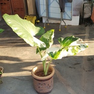 Alocasia Odora/Macrorrhiza Variegata Plant ☆ Special Price  ☆