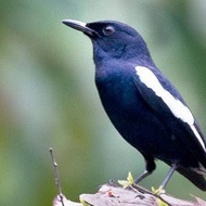 Burung kacer dada hitam rawatan bunyi