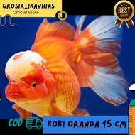 Hiasan Aquarium IKAN KOKI ORANDA / IKAN HIAS MAS KOKI ORANDA SZ 15 CM