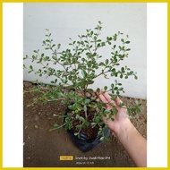 ❈ ☃ ✲  ️️GREEN African Talisay  Garden Decor