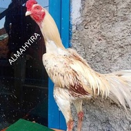 telur ayam plucker fertil original untuk ditetaskan full brakot spesialis pencabut bulu punggung