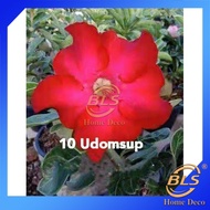 ADENIUM BONSAI UDOMSUP SINGLE PETAL THAILAND REAL LIVE PLANT WITH PLASTIC POT POKOK HIDUP 红财神