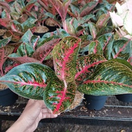 aglaonema adelia