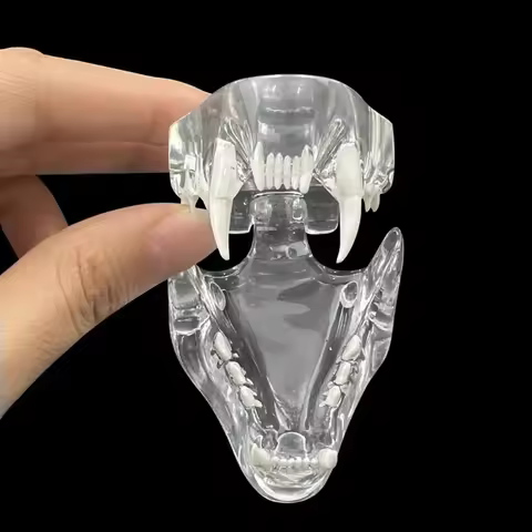 Dental Dog Cat Clear Teeth Skull Model Canine Animals Oral Tooth Jaw Anatomical for Veterinary Educa