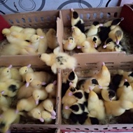 DOE DOD Bibit Anak Entok Entog Anakan Bandung