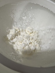 Fresh Milk Kefir Grains 奶克菲爾 雪蓮箘