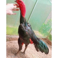 ayam GANOI ori TELUR fertil