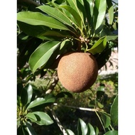 Pokok Ciku Mega Hybrid Ori