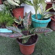 ♞,♘,♙(3) Aglaonema Varieties Uprooted Live Plants (LUZON ONLY)