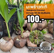 ต้นมะพร้าวน้ำหอมกะทิ (จำนวน 1 ต้น) Makapuno Coconut