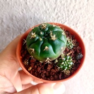 【5.5cm pot / Bare root】- Live Cactus - Gymnocalycium damsii