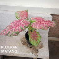 UBI KELADI CALADIUM BULB BENIH SEED THAI (GAI SUK PHAN) TANAMAN HIAS HIASAN ORNAMENTAL INDOOR HOUSE PLANT VIRAL AROID