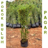 Pokok Buluh Pagar Pelenting Thai Live Bamboo Plant for Fence and Decorative Gardening Use
