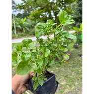 Pokok Bayam Brazil. Bayam Brazil.