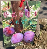 心栽花坊-紫色蜜棗李/4吋/李子品種/嫁接苗/水果苗/售價300特價250