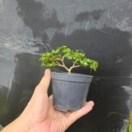 bonsai stock bebuas premna sancang 寿娘子 for  beginner