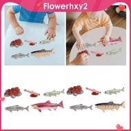 [Flowerhxy2] Life Cycle of Salmon Toys Animal Growth Cycle Set for Daycare Presentations