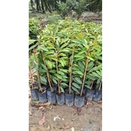 Anak Pokok Musang King D197