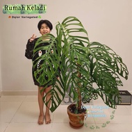 Monstera esqueleto murah murah🤩🪴👍