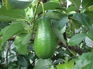 (2024開賣)台南麻豆酪梨、5~7斤裝會轉色、當天採當天寄、生酮飲食、無噴農藥
