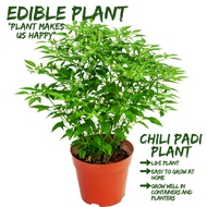 [Local Seller]Chili Padi Plant Fresh Gardening Houseplant Indoor Plant Outdoor Plant | The Garden Boutique - Live Plant