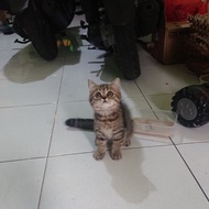 kucing kitten british shorthair golden tabby