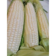 100%Cameron Fresh Jagung Susu 'Grade A    金马伦牛奶白玉米 'A'